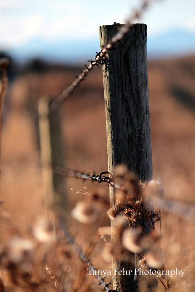 This barbwire fence surrounds the acreage that Tanya and her family call home.